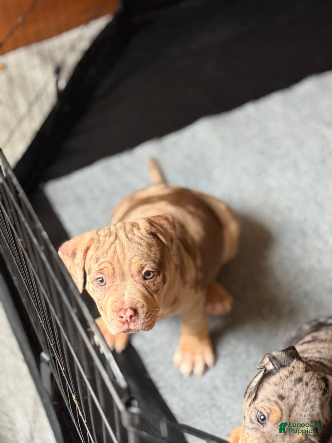 American Bully dogs for sale: King - Ad 1