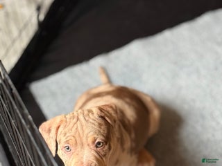 American Bully dogs King - Ad 15