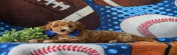 Cockapoo dogs for sale: Braedon Hypoallergenic - Ad 5