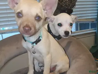 Chihuahua dogs Chihuahua Puppy 2 - Ad 16