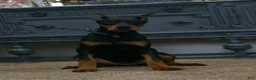 Doberman Pinscher dogs for sale: Echo AKC European Champion Lines - Ad 5