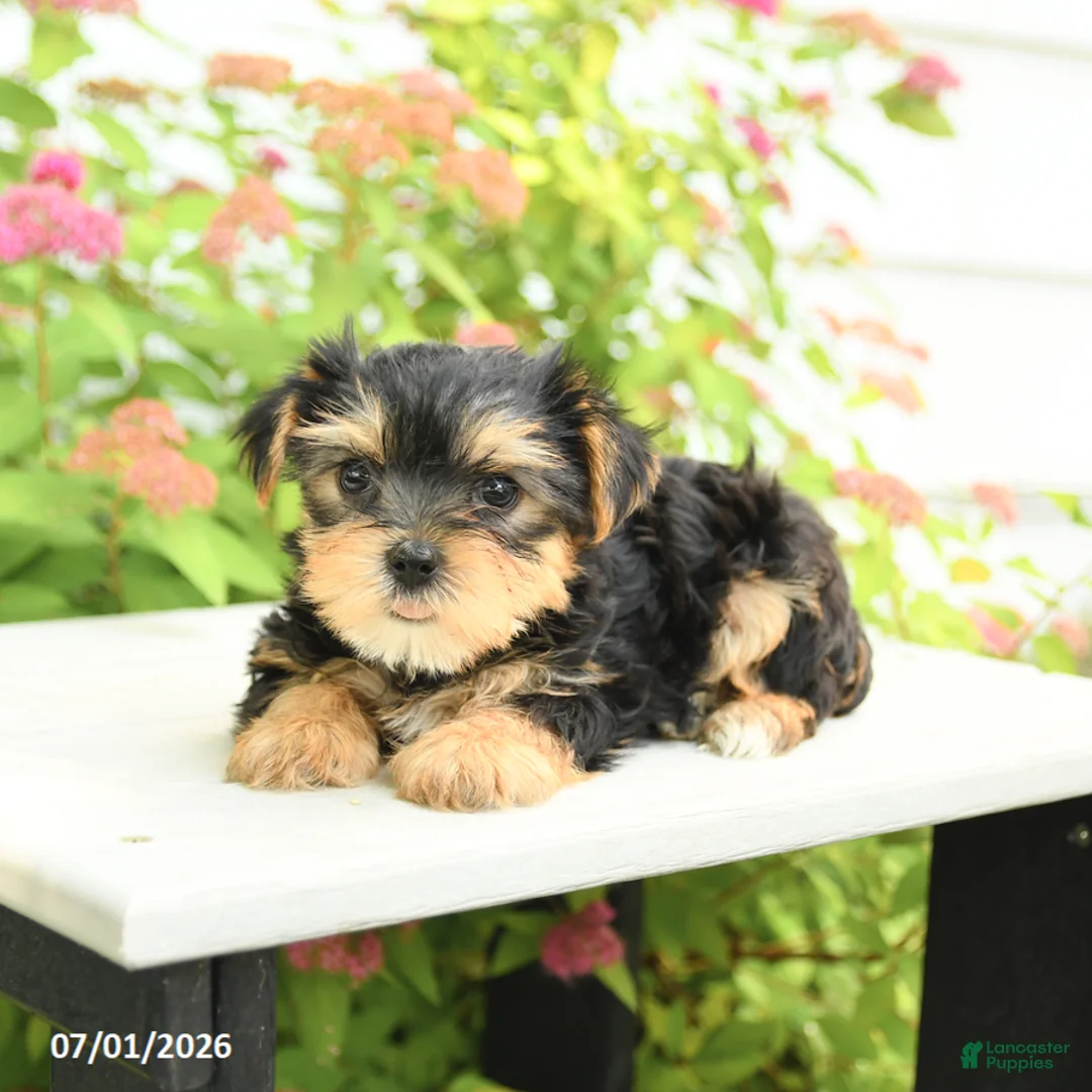 Yorkshire Terrier dogs for sale: Plum - Ad 3