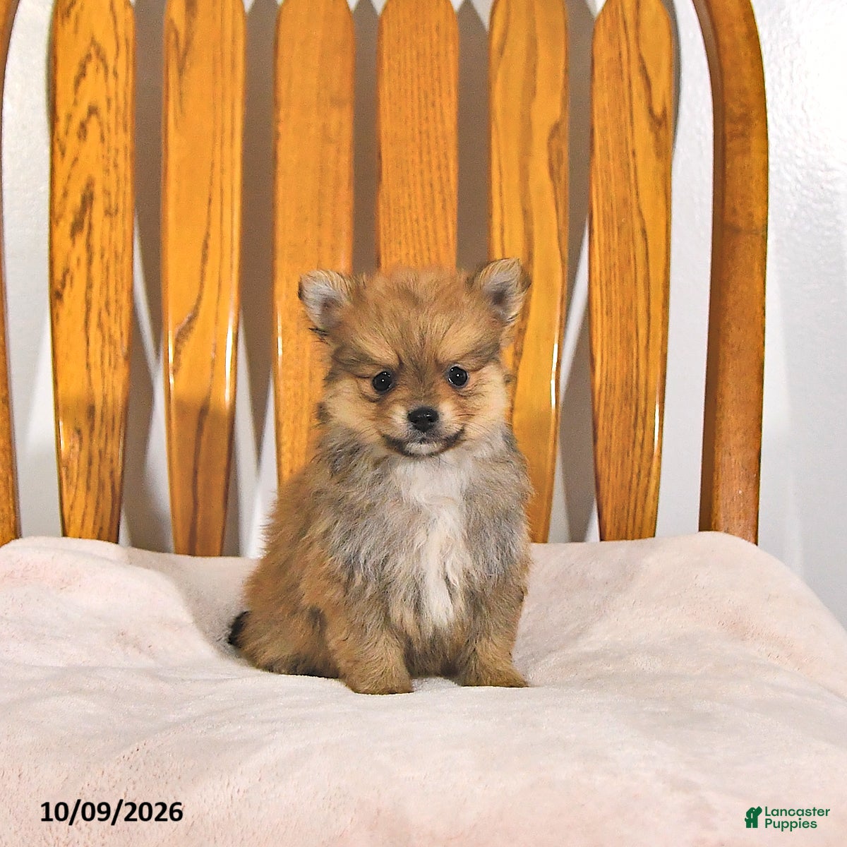 Rex (Pomeranian, Male) in Howe, IN