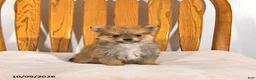 Pomeranian dogs for sale: Rex - Ad 1