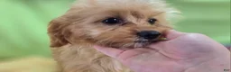 Cavapoo dogs for sale: Miles - Ad 15