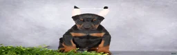Doberman Pinscher dogs for sale: Kingston - Ad 5