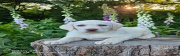 Labrador Retriever dogs for sale: Snow white  - Ad 2