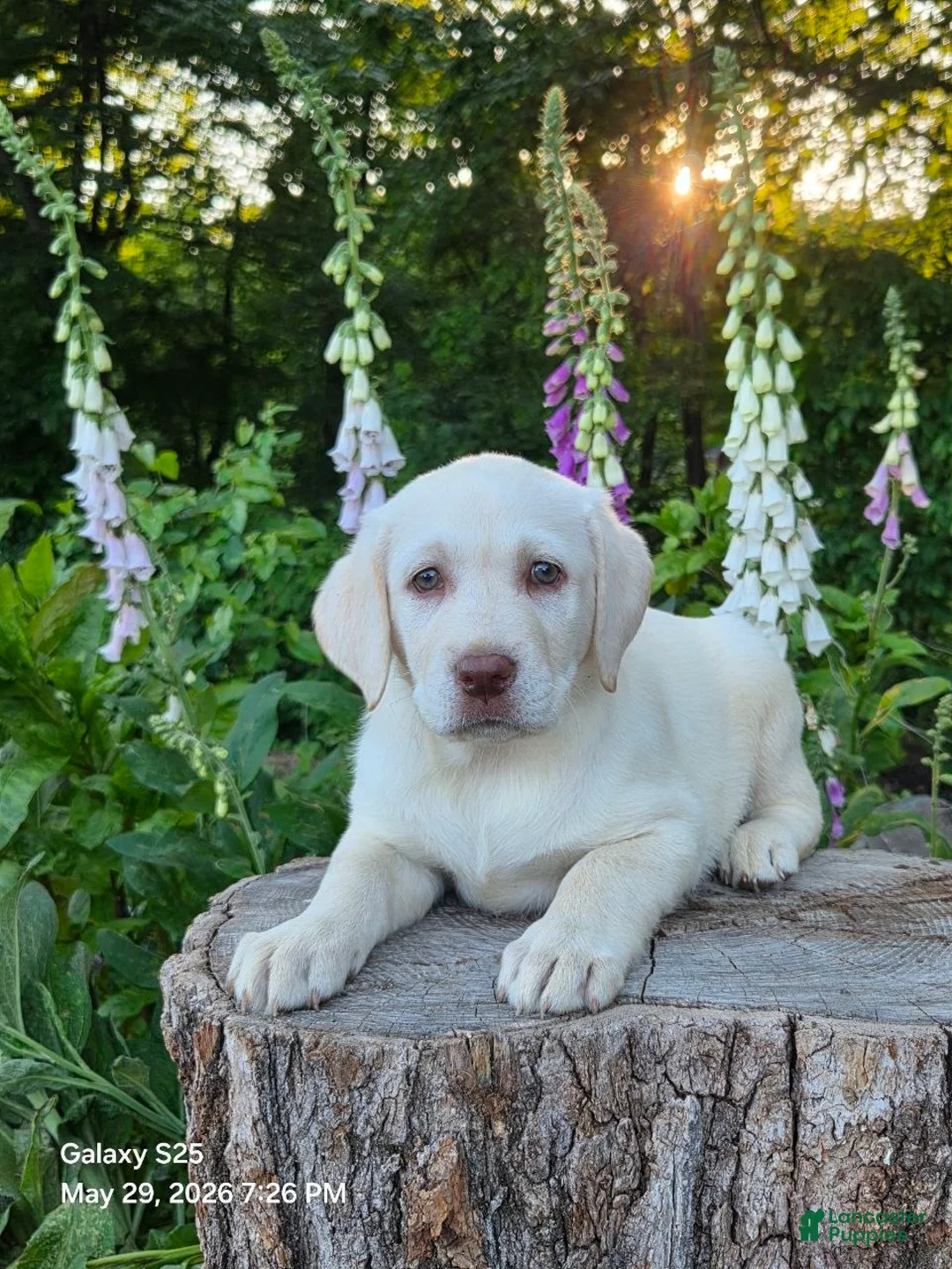 Labrador Retriever dogs for sale: Snow white  - Ad 2