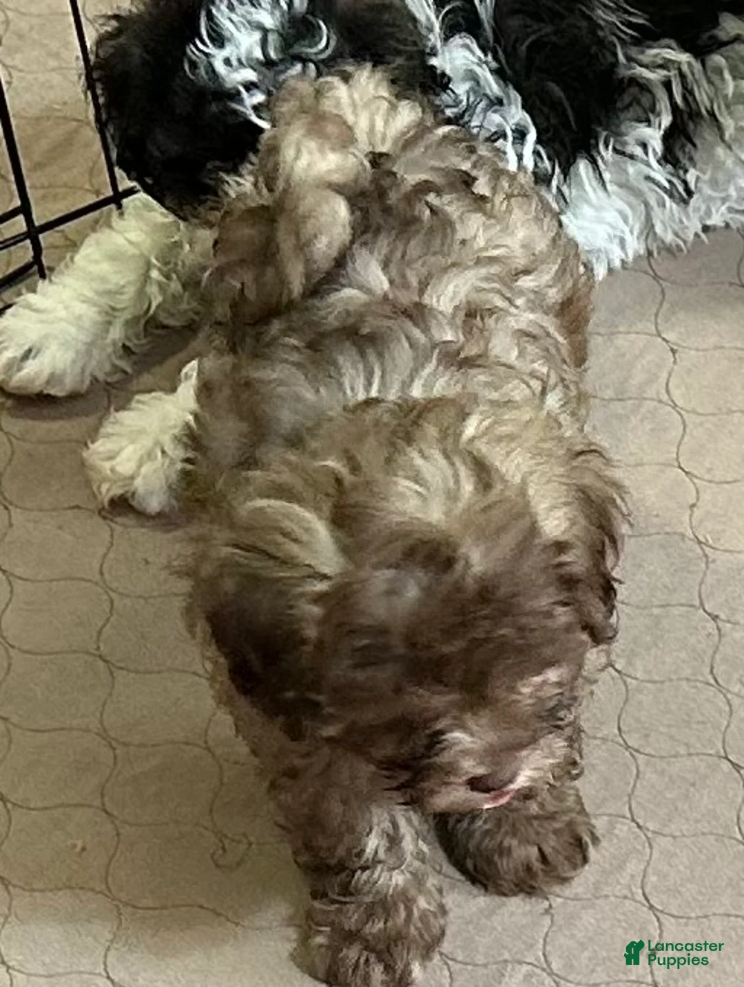 Shihpoo dogs for sale: Shihpoo Puppy 2 - Ad 7