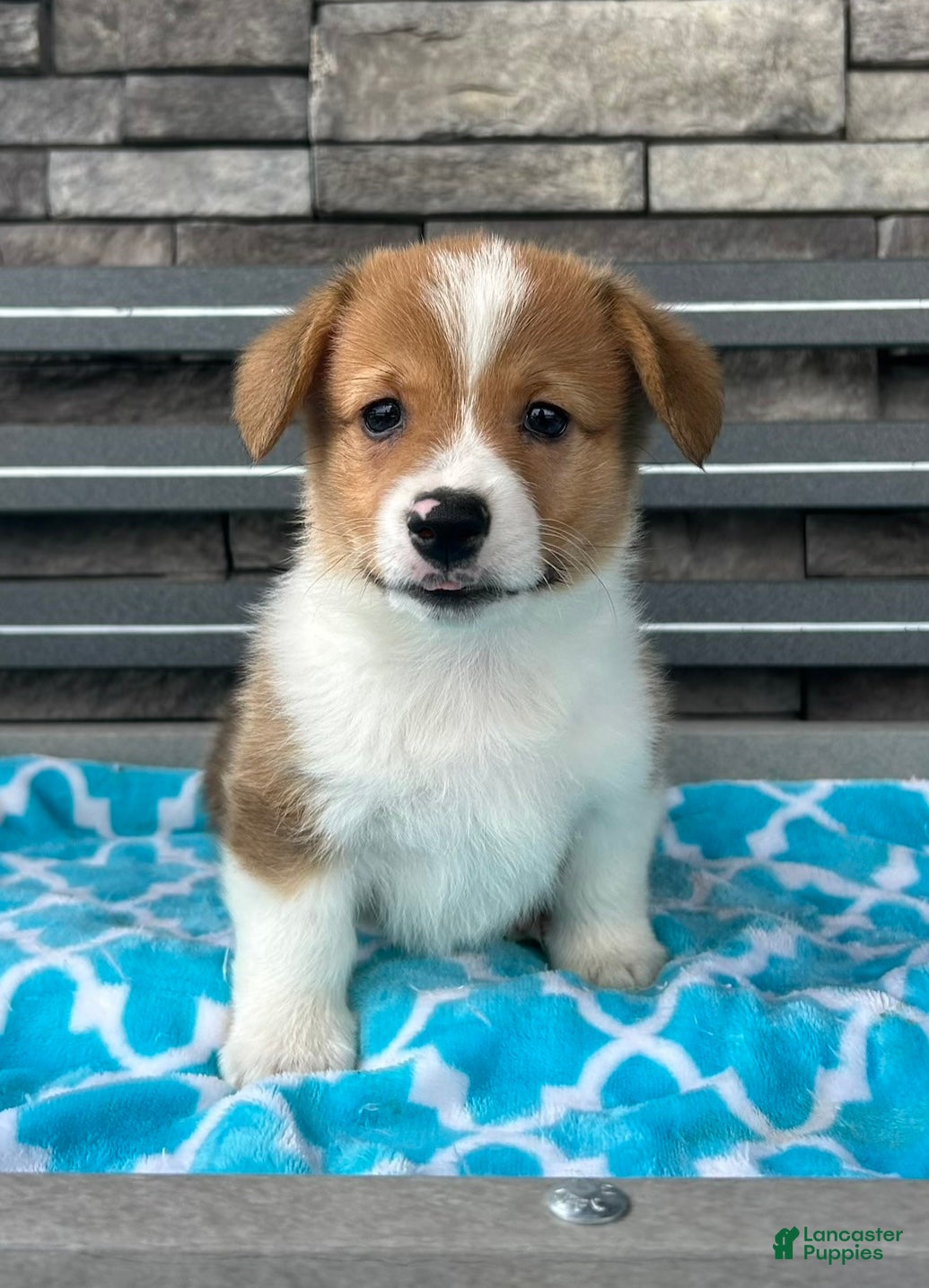 Welsh Corgi Pembroke dogs Blaise Welsh Corgi Pembroke Puppy  - Ad 1