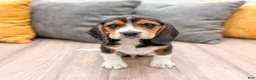 Beagle dogs for sale: Spot - Ad 1