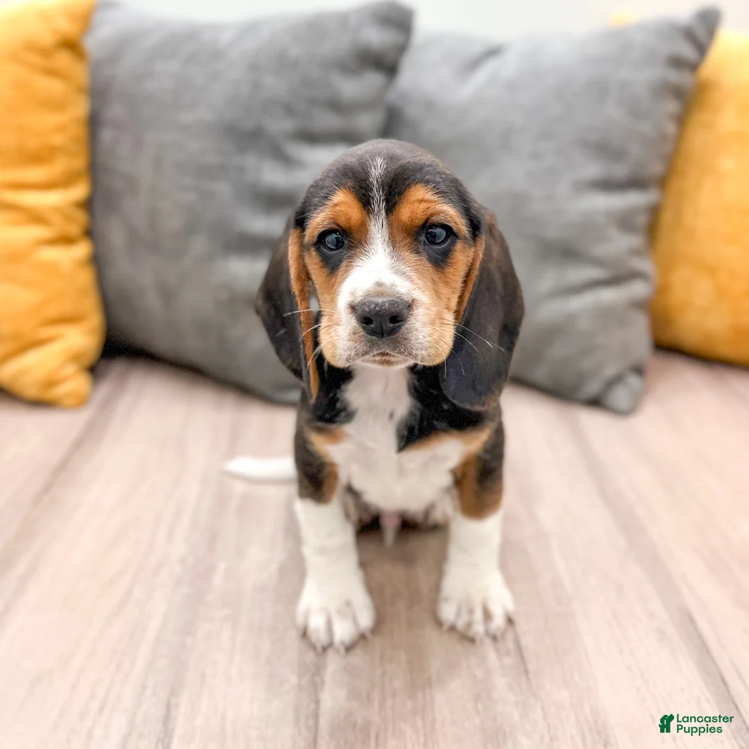 Beagle dogs for sale: Spot - Ad 1