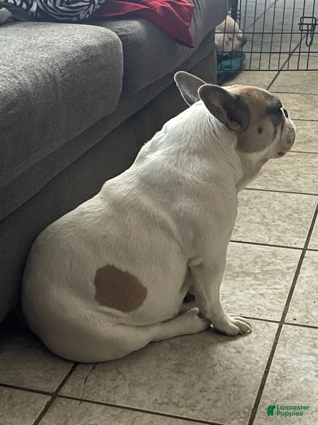 French Bulldog dogs for sale: French Bulldog Puppy 1 - Ad 2