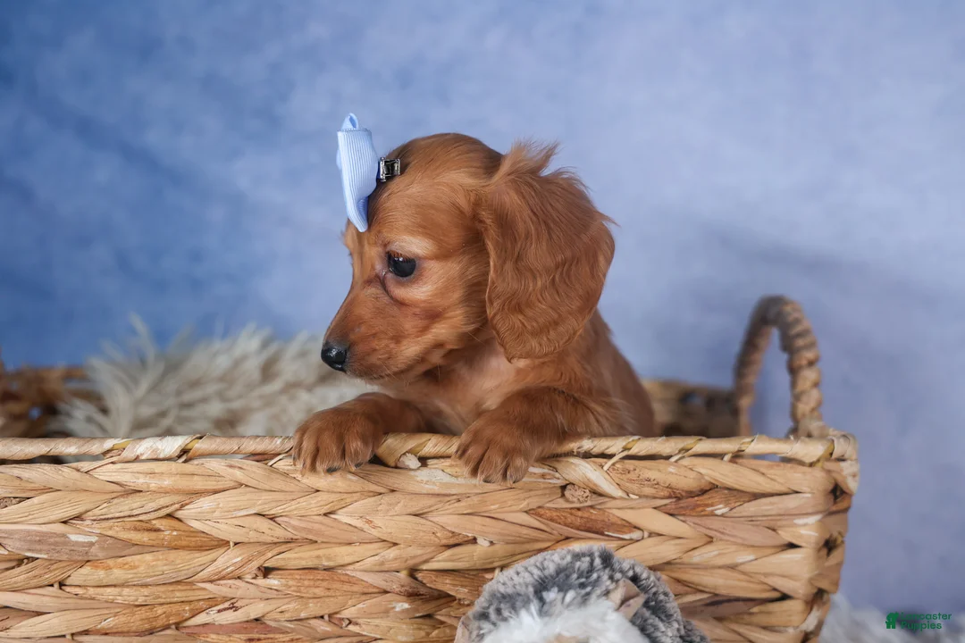 Dachshund dogs for sale: Quenton - Ad 7