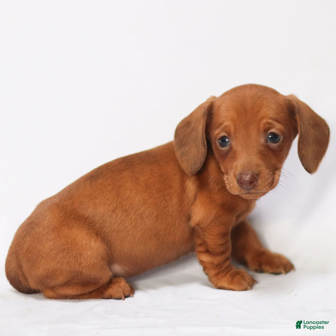 Miniature Dachshund dogs for sale: Olivia - Ad 7