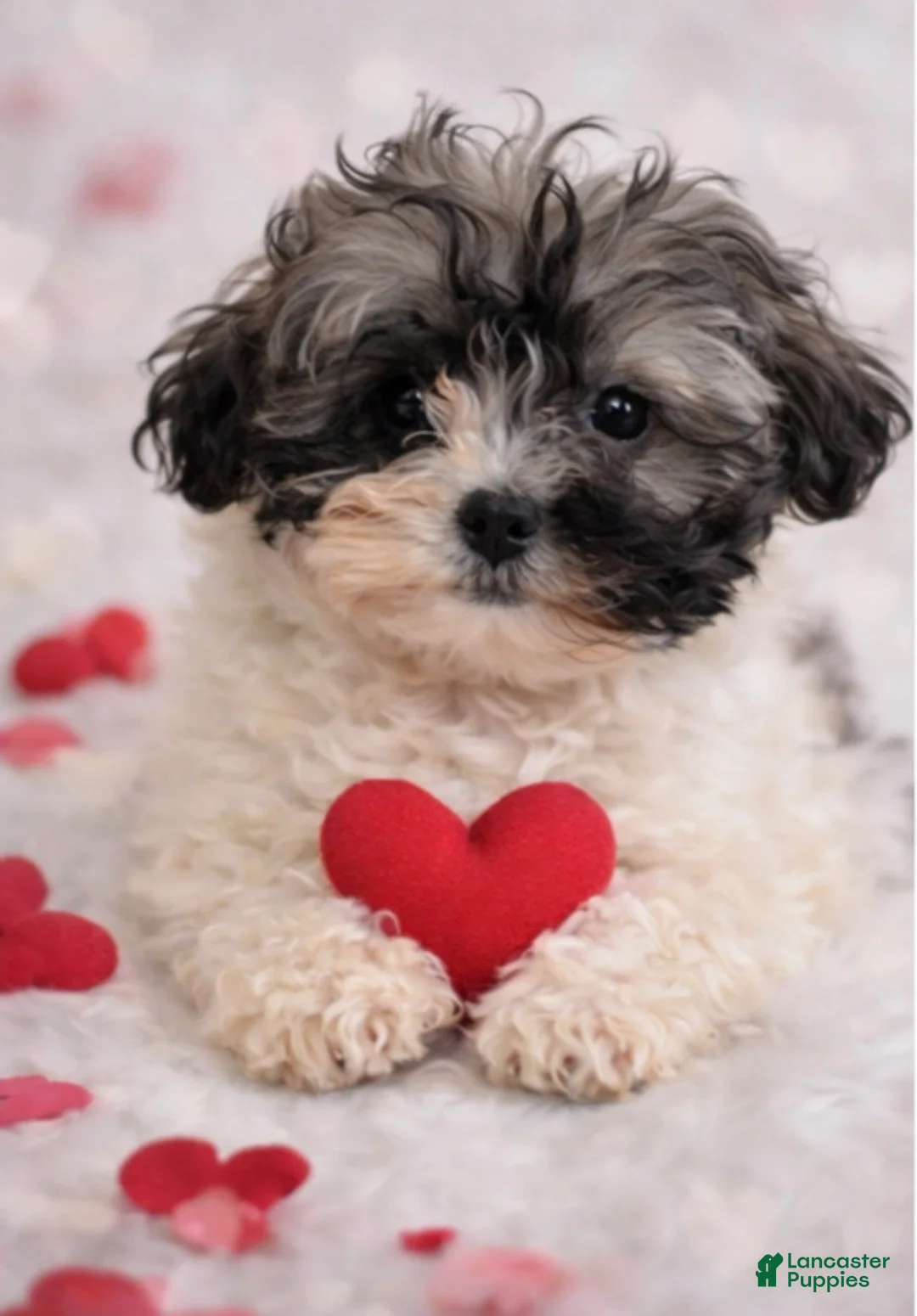 Shihpoo dogs for sale: Kissses - Ad 1