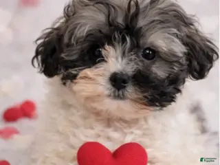 Shihpoo dogs Kissses - Ad 4