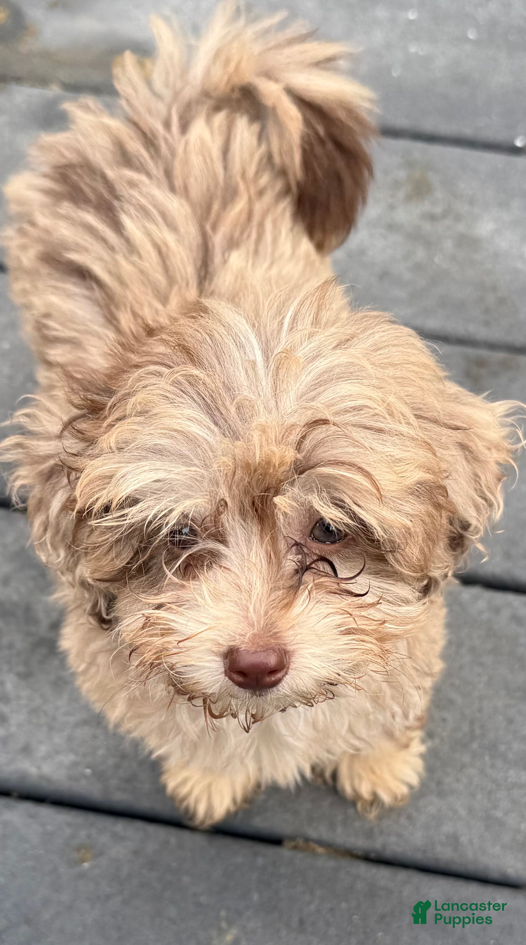 Maltipoo dogs RARE Chocolate MERLE Maltipoo Part Korean Puppy 1 - Ad 2