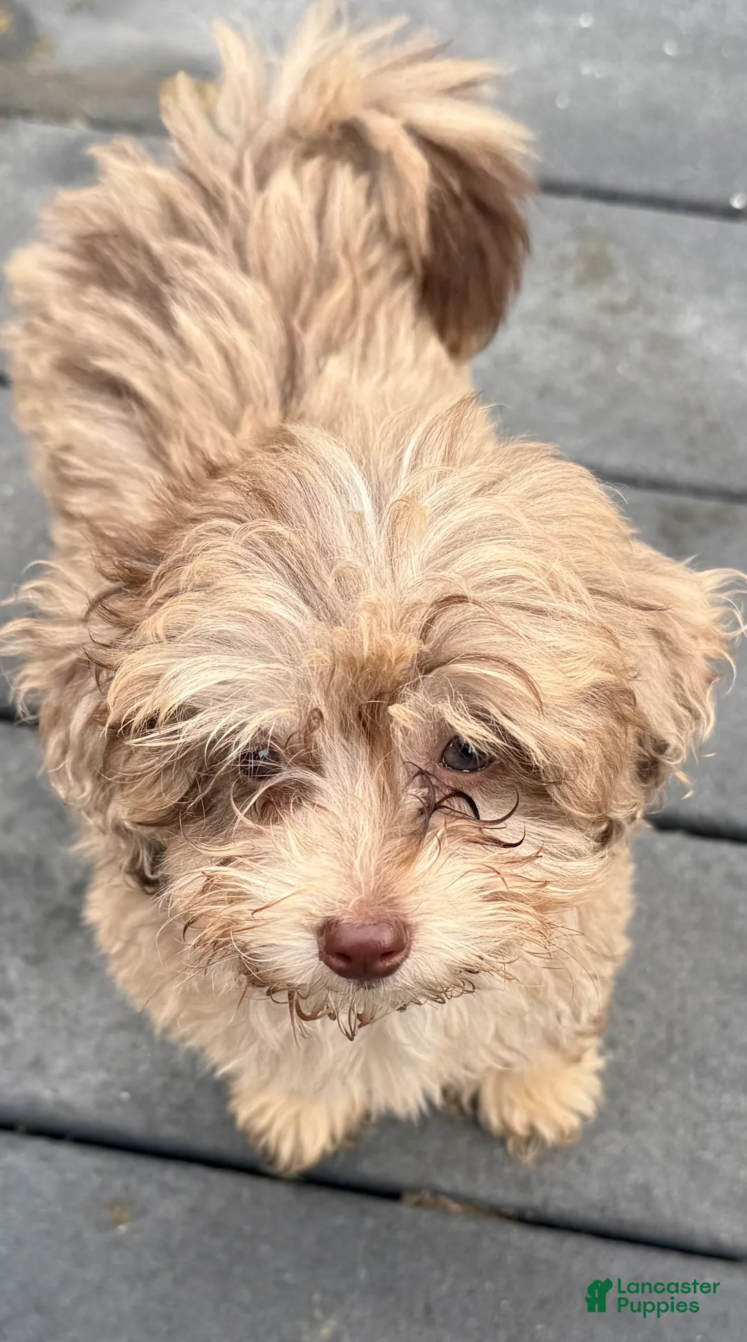 Maltipoo dogs for sale: RARE Chocolate MERLE Maltipoo Part Korean Puppy 1 - Ad 2