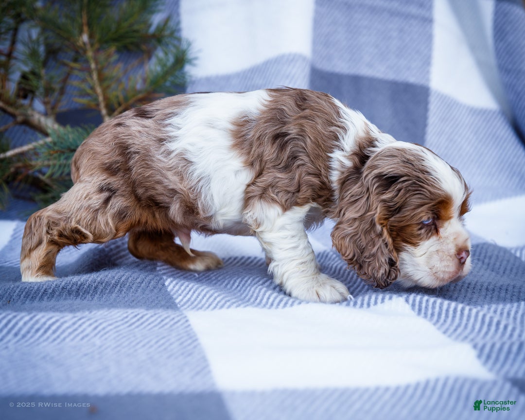 Cocker Spaniel dogs for sale: Pierre - Ad 6