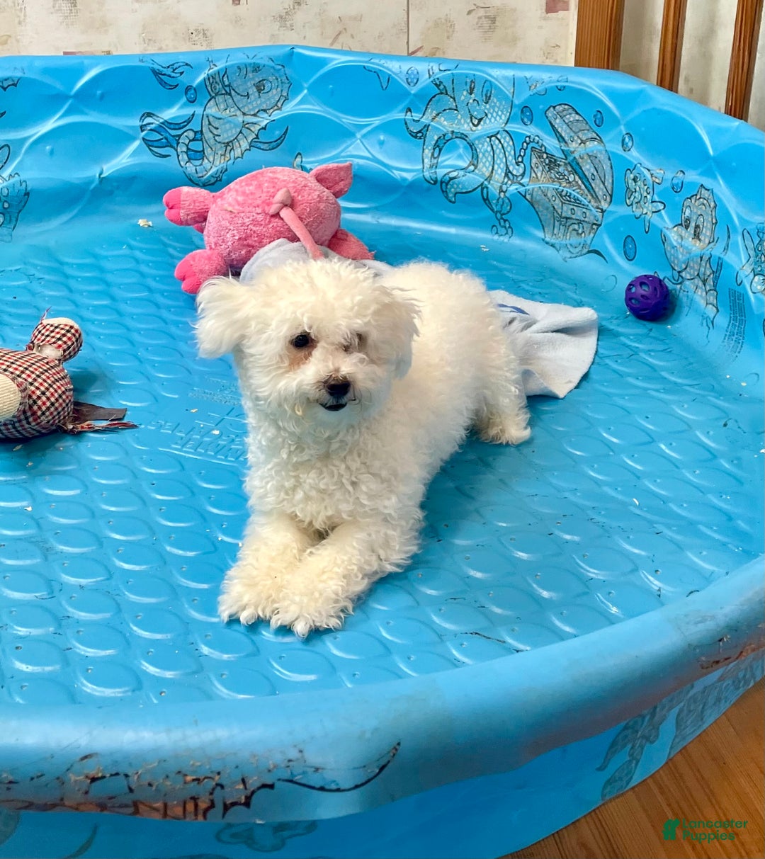 Bichon Frise dogs for sale: Lola - Ad 6