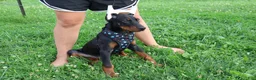 Doberman Pinscher dogs for sale: Doberman Pinscher 4 - Ad 4