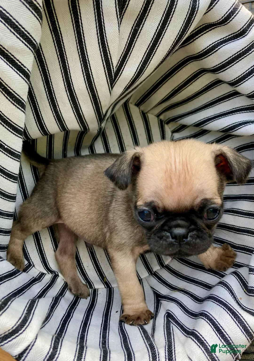 Pug dogs for sale: Pug Puppy 1 - Ad 1