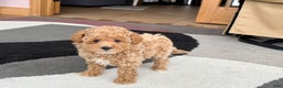 Maltipoo dogs for sale: Maltipoo male 2 - Ad 9
