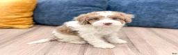 Miniature Poodle dogs for sale: Sophie - Ad 3