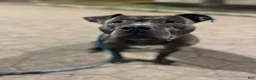 American Pit Bull Terrier dogs for stud: Blue nose pitty for stud - Ad 2