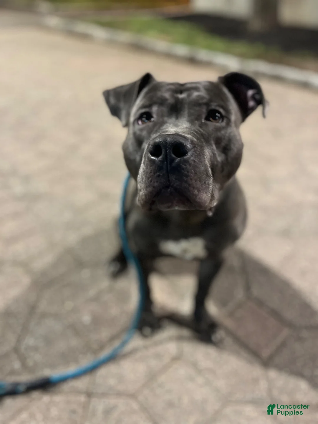 American Pit Bull Terrier dogs for stud: Blue nose pitty for stud - Ad 2