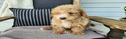 Mini Bernedoodle dogs for sale: Liam - Ad 3