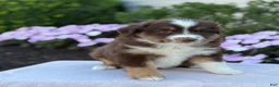 Miniature Australian Shepherd dogs for sale: Asher - Ad 6