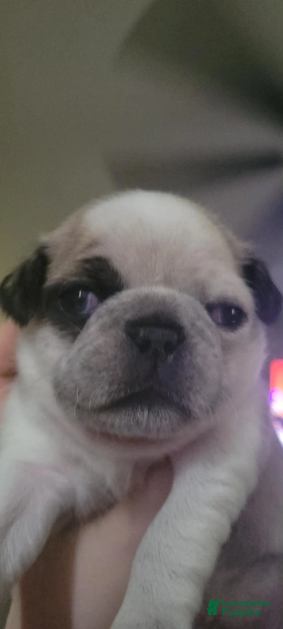 Pug dogs for sale: Pug Puppy 4 - Ad 1