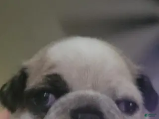 Pug dogs Pug Puppy 4 - Ad 30