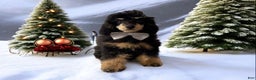 Toy Poodle dogs for sale: Cashmere - Ad 3