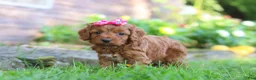 Cockapoo dogs for sale: Magnolia - Ad 4