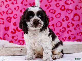 Cocker Spaniel dogs Waldo - Ad 14