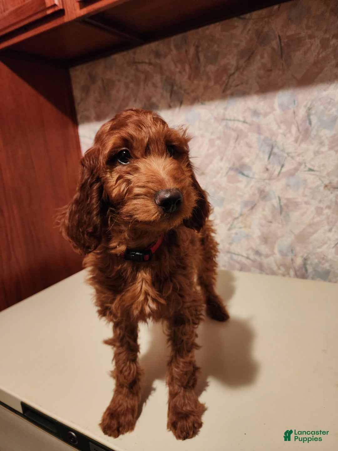 Irish Doodle dogs for sale: Murphy - Ad 5