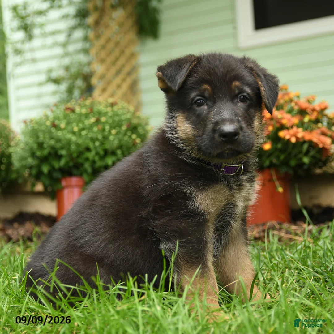 German Shepherd dogs for sale: Otto - Ad 2