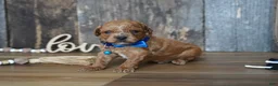 Cavapoo dogs for sale: Luke - Ad 4
