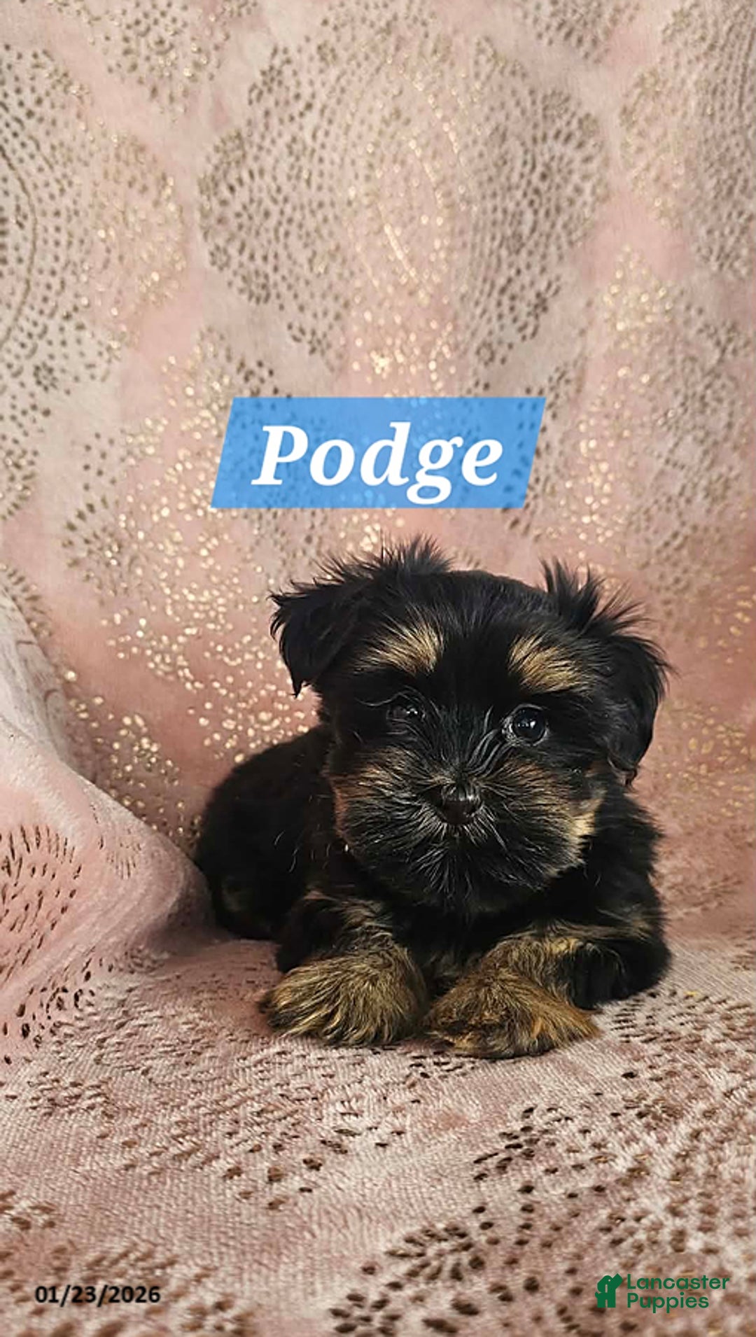 Shorkie dogs for sale: Podge - Ad 5