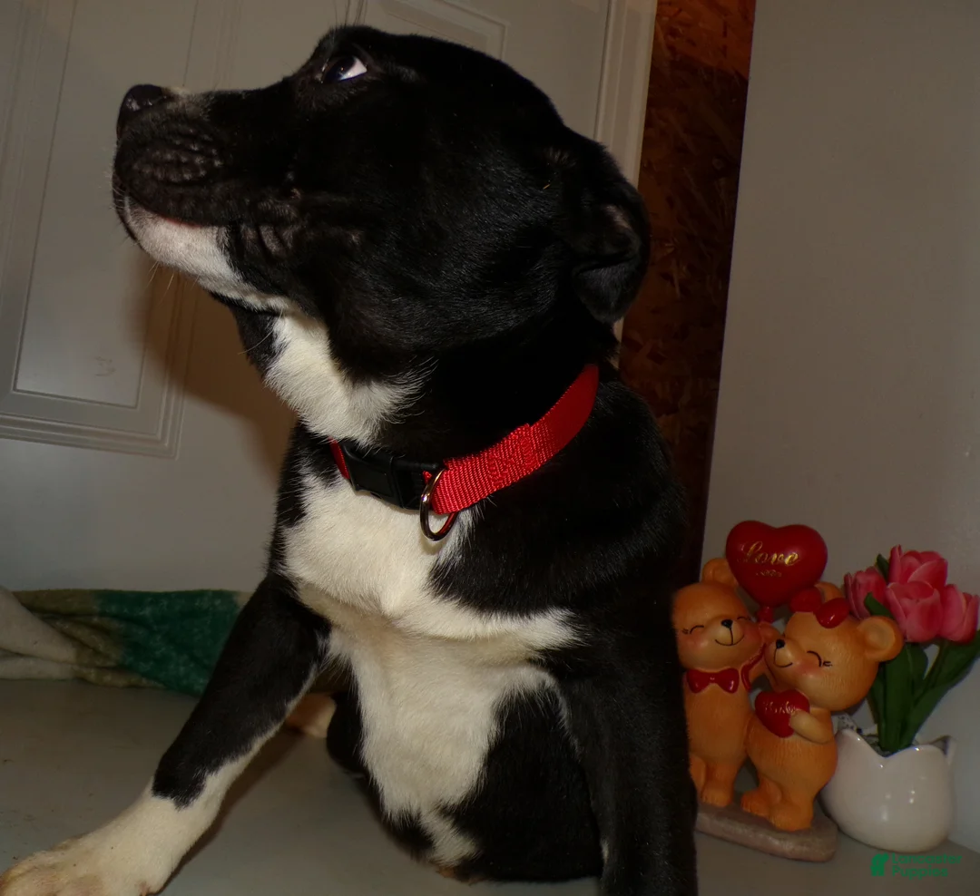 American Pit Bull Terrier dogs for sale: American Pit Bull Terrier Puppy 4 Bobbi - Ad 3