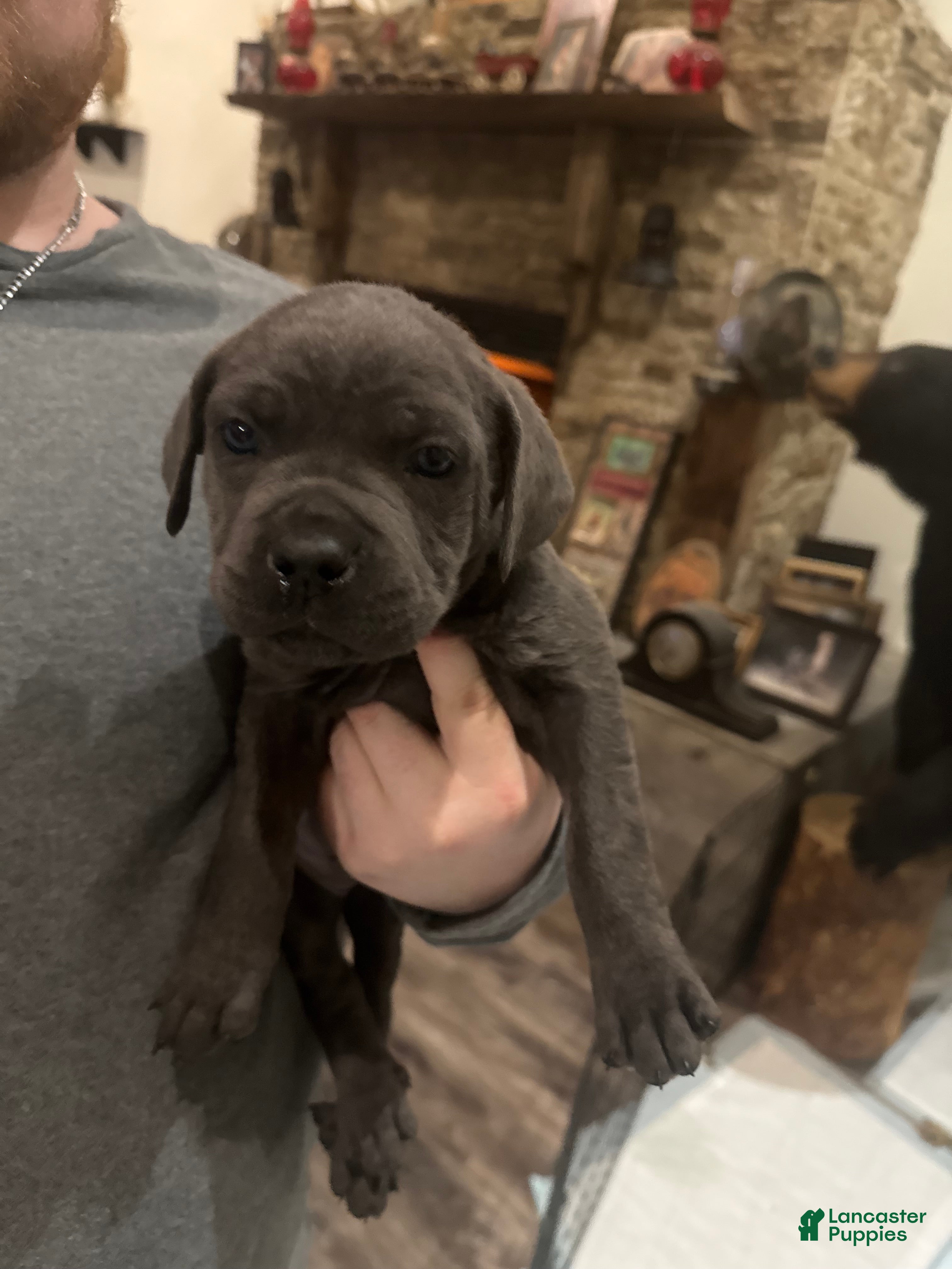 Cane Corso dogs Cane Corso Puppy 8 - Ad 15