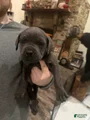 Cane Corso Puppy 8