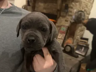 Cane Corso dogs Cane Corso Puppy 8 - Ad 15