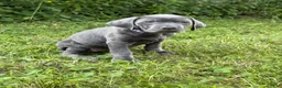Cane Corso dogs for sale: Cane Corso 4 - Ad 10