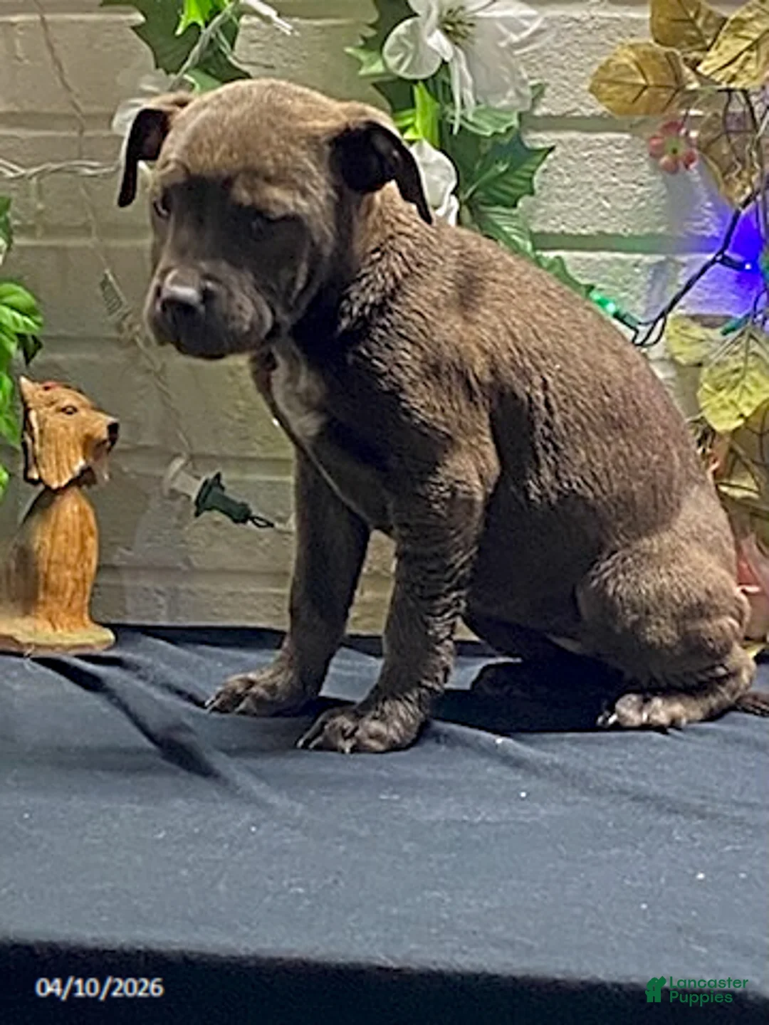 Mixed Breed dogs for sale: B Blue - Ad 10