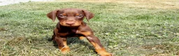 Doberman Pinscher dogs for sale: Izzy - Ad 3