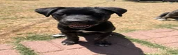 Mixed Breed dogs for sale: Milo - Ad 2